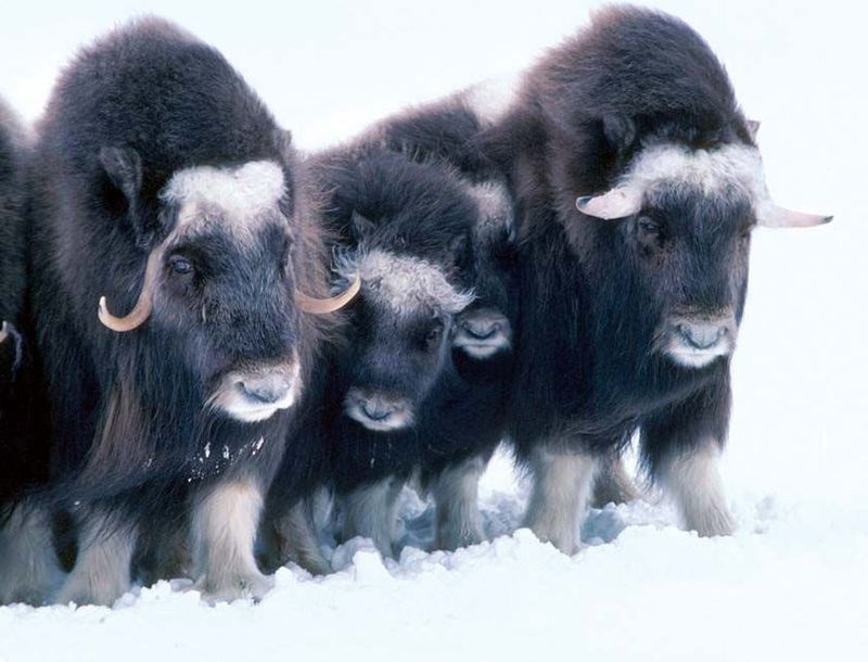 Musk Ox