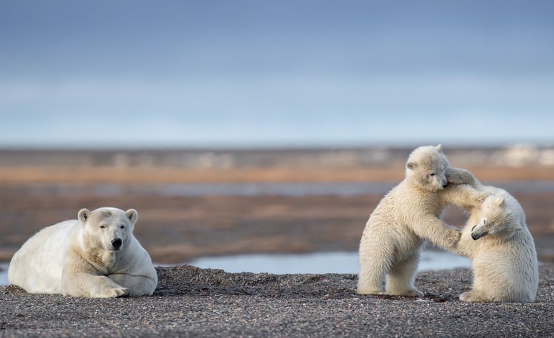 Polar Bear
