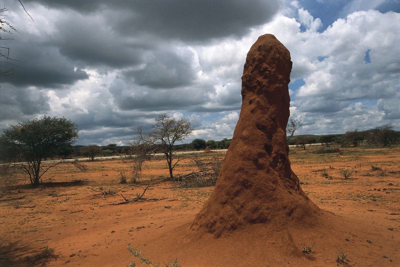 Termite