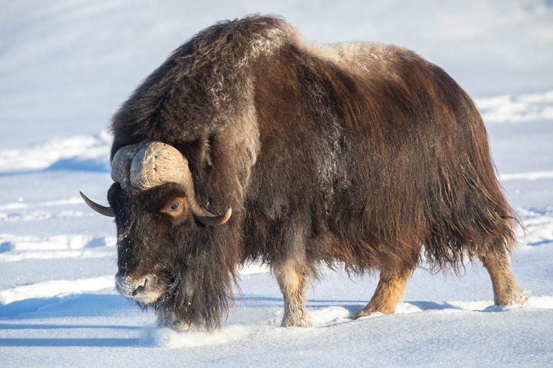 Musk Ox