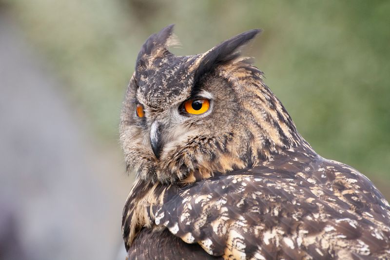 Eurasian Eagle-Owl