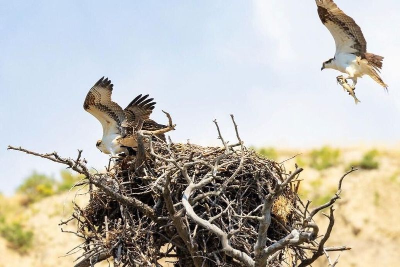 Bird Population Surge