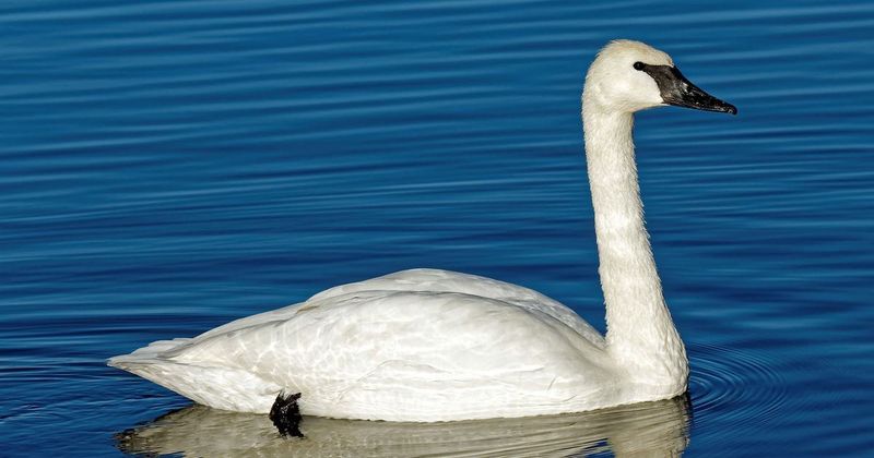 Trumpeter Swan