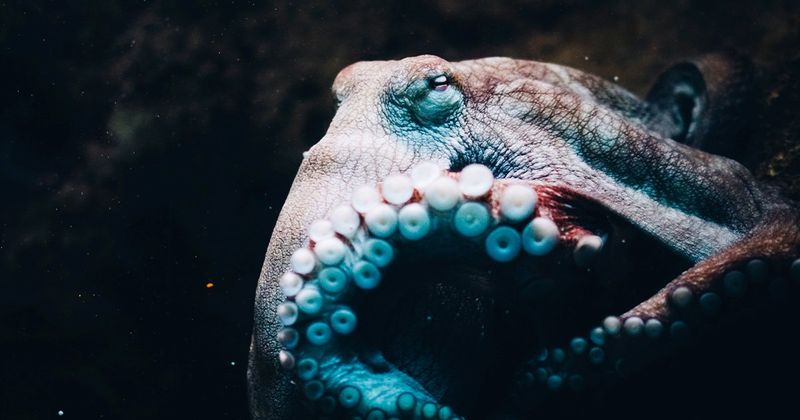 Octopus
