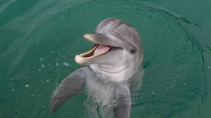 Dolphin's Social Signals