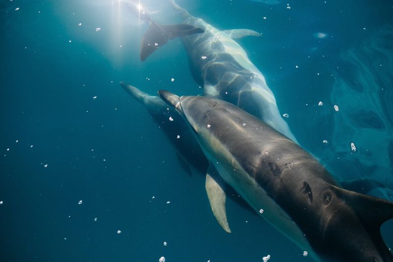 Dolphin