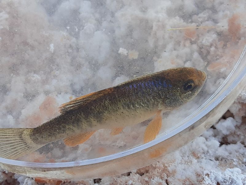 White Sands Pupfish
