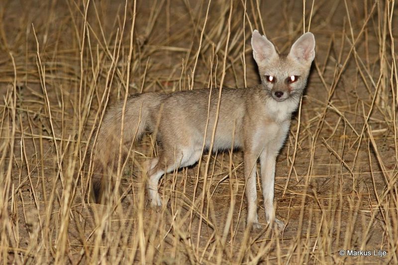 Pale Fox (Vulpes pallida)
