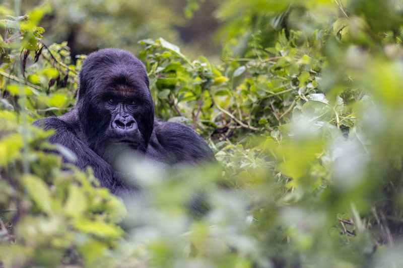 Mountain Gorilla