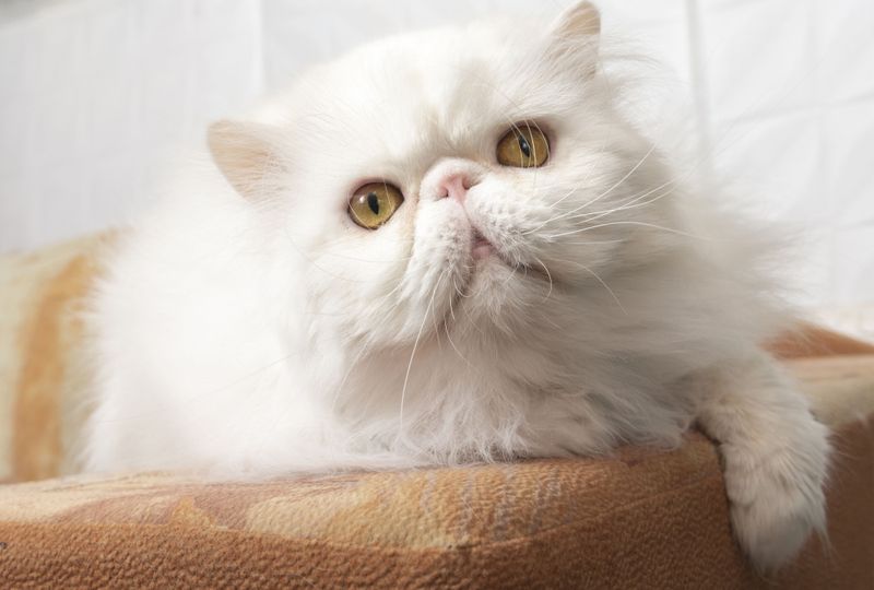 Persian