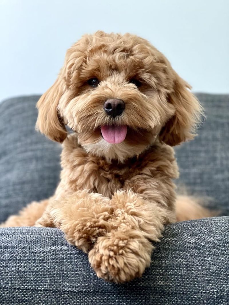 Cavapoo