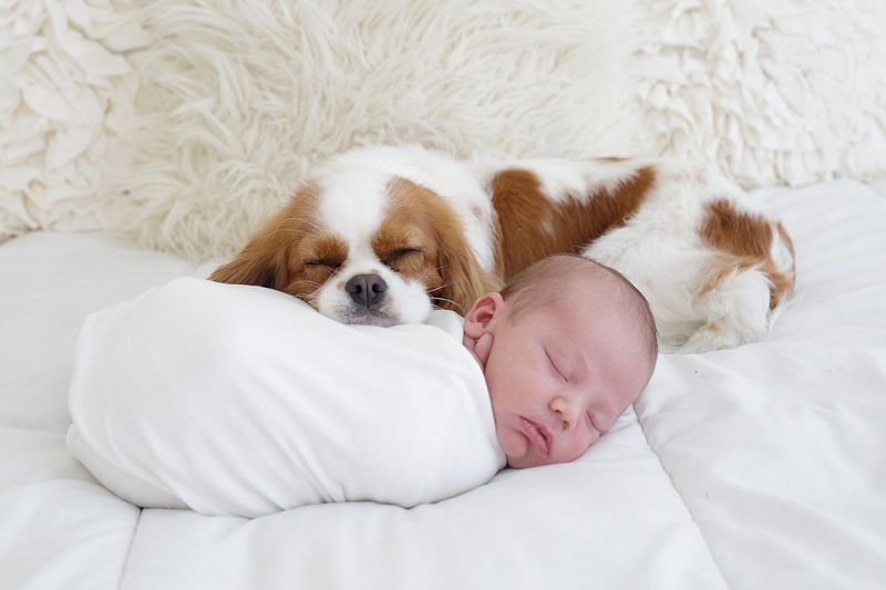Cavalier King Charles Spaniel