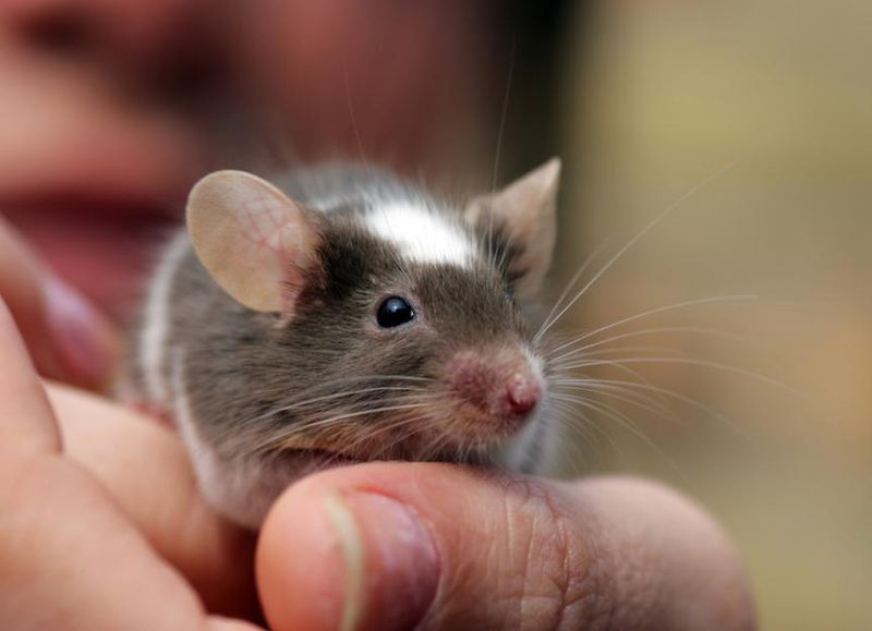 Mice