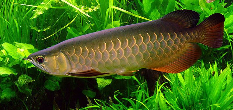 Arowana