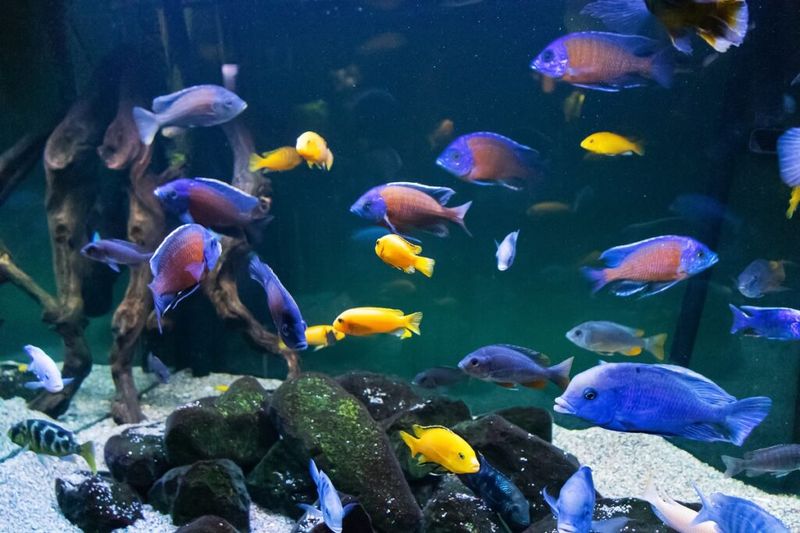 Cichlid's Social Intelligence