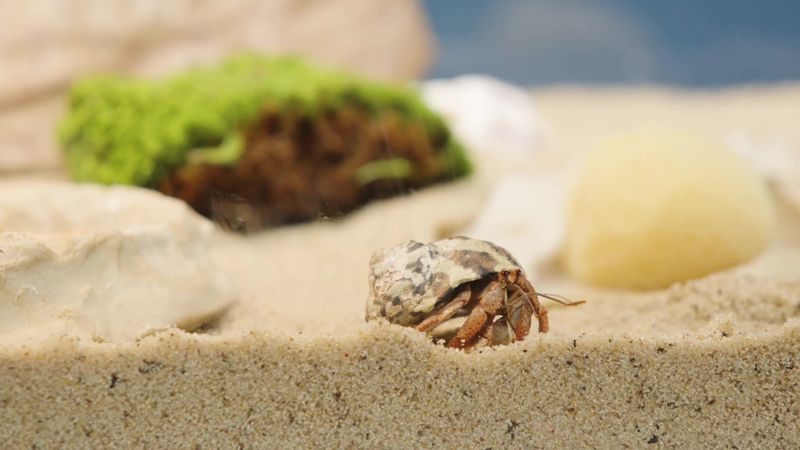 Hermit Crab
