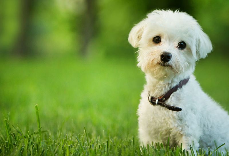 Maltese