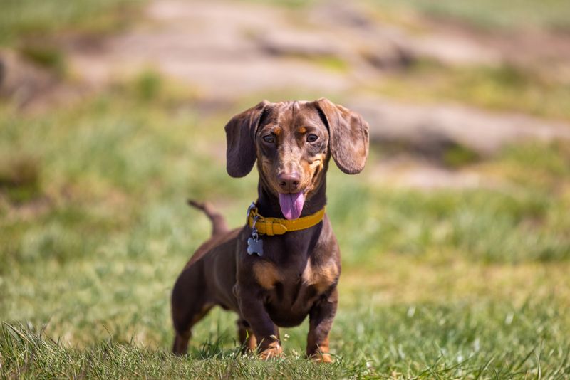 Miniature Dachshund