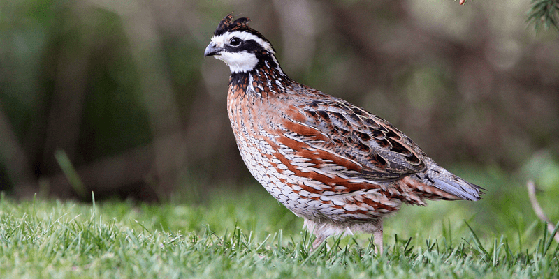 Northern Bobwhite