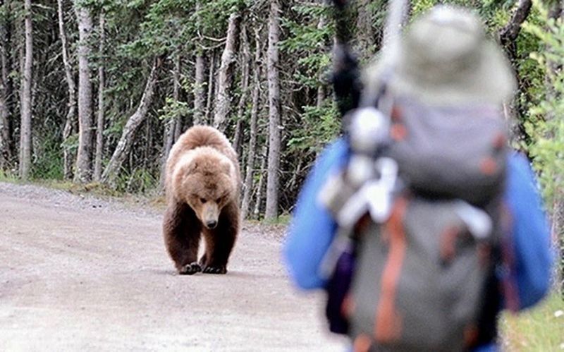 Bears