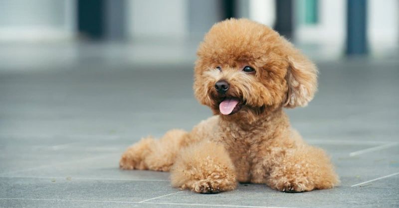 Small Dogs: Longer Lifespan