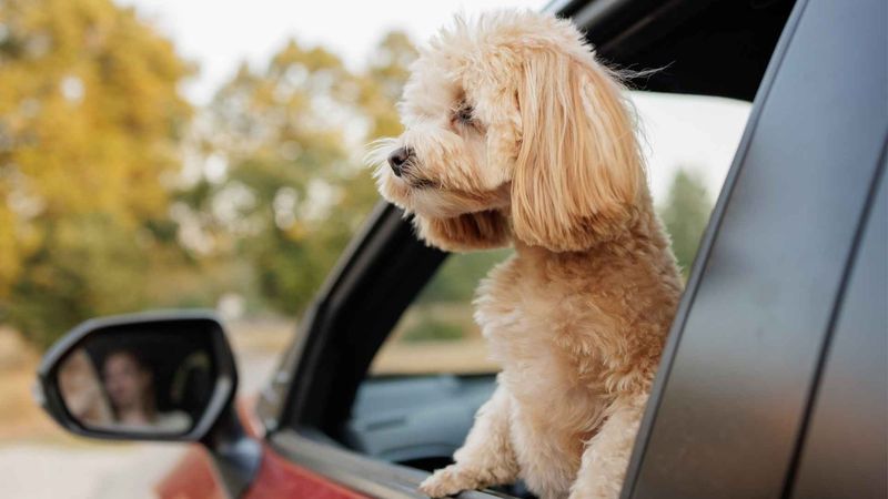 Small Dogs: Easy Travel Buddies