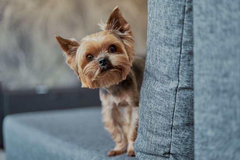 Small Dogs: Apartment-Friendly Companions
