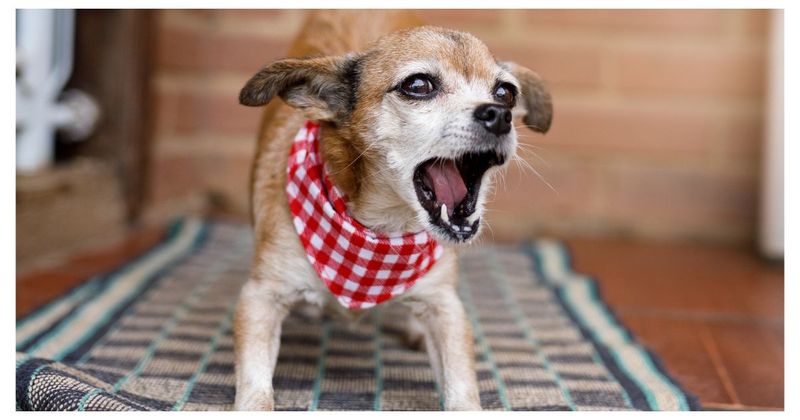 Small Dogs: Barking Alerts