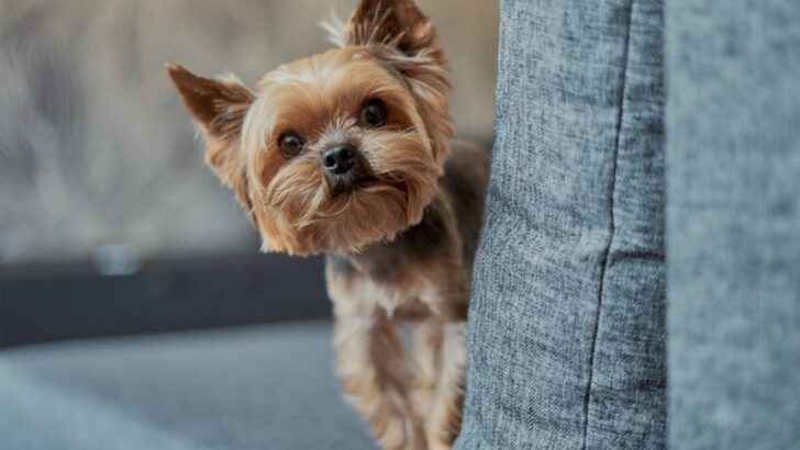 Big Dogs vs. Small Dogs — Which One’s the Real Winner?