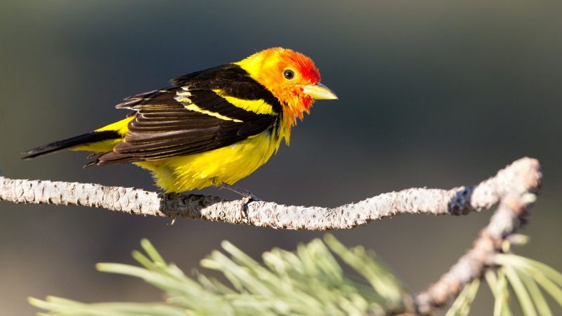 Western Tanager