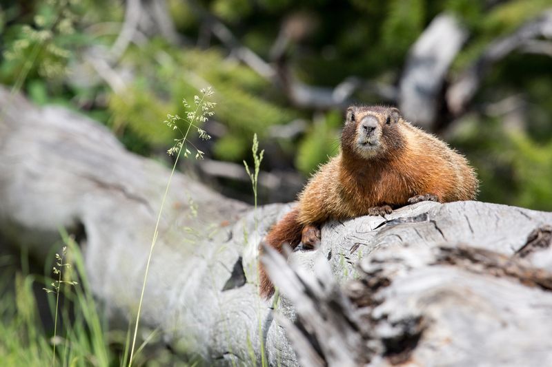 Yellow-bellied Marmot