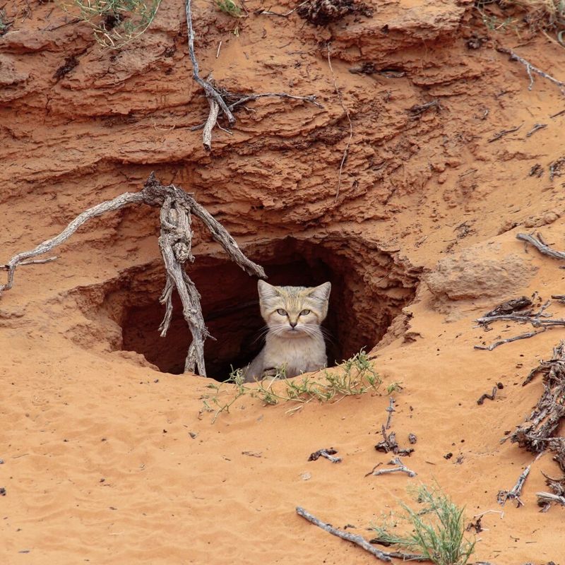 Sand Cat