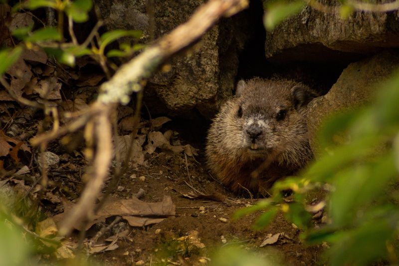 Groundhog