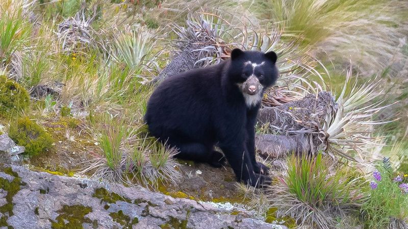 Spectacled Bear