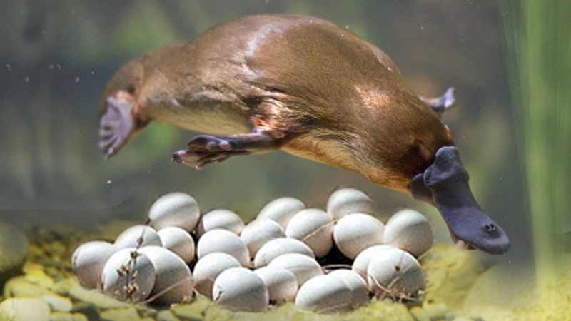 Platypus Egg-Laying Mystery