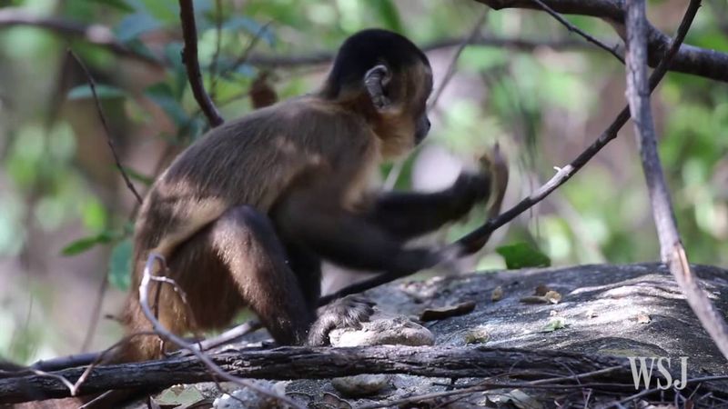 Capuchin Monkey