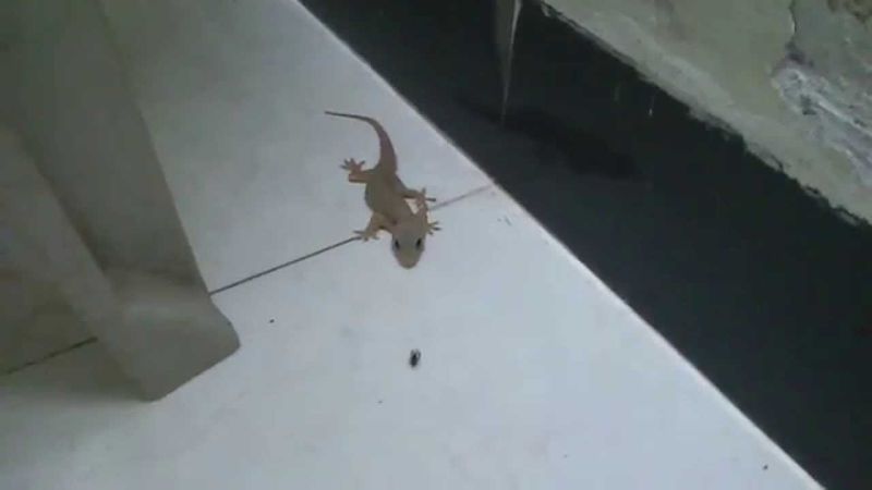 Lizards