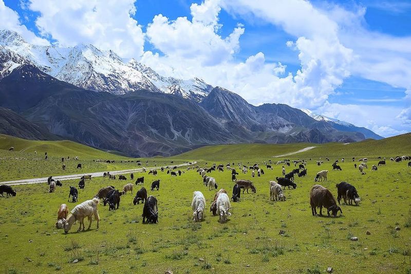 Domestic Livestock