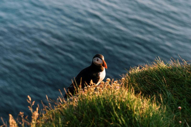 Puffin