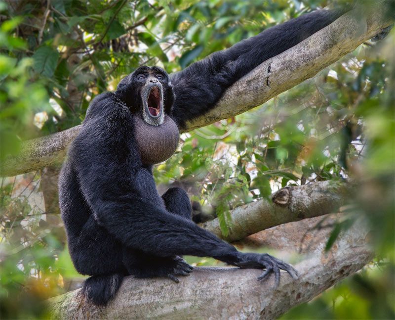 Siamang Gibbon