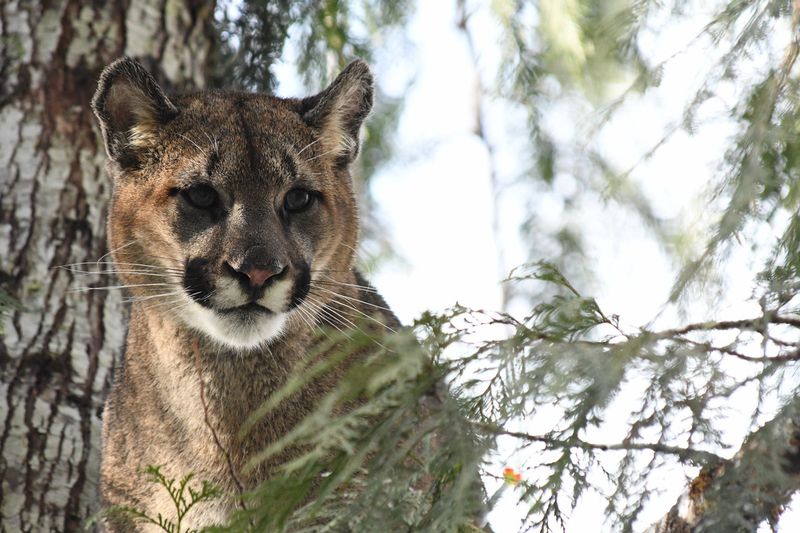 Mountain Lion