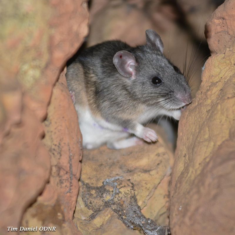 Allegheny Woodrat