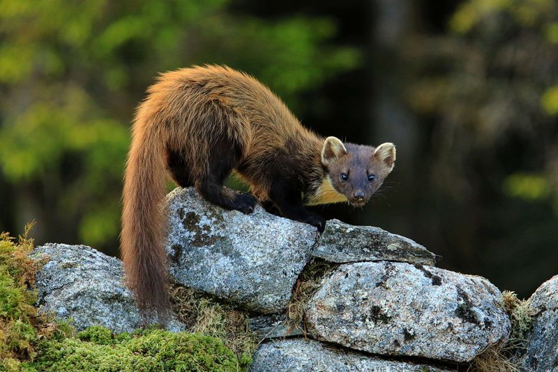 Pine Marten