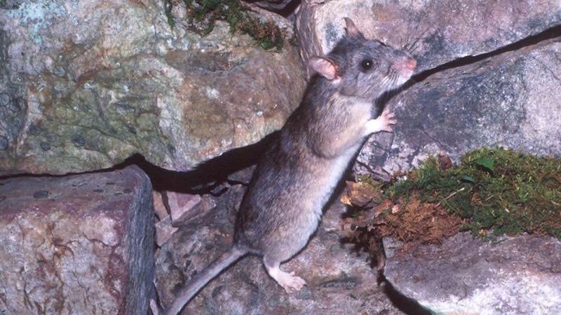 Allegheny Woodrat