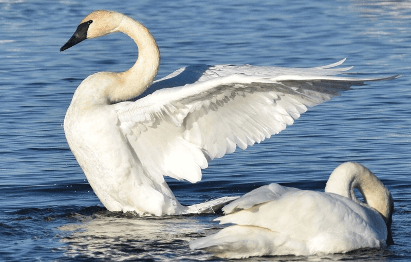Trumpeter Swan