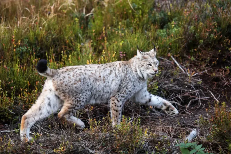 Eurasian Lynx
