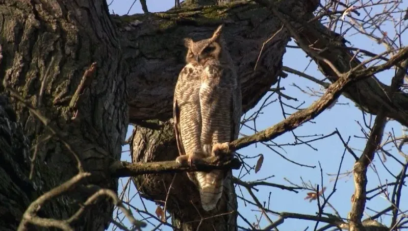 Great Horned Owl