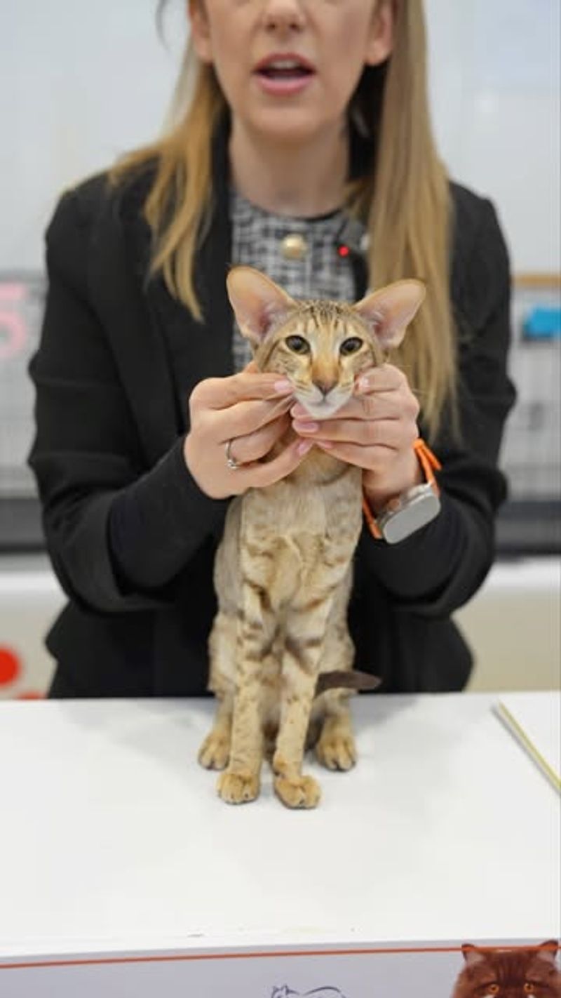 American Shorthair