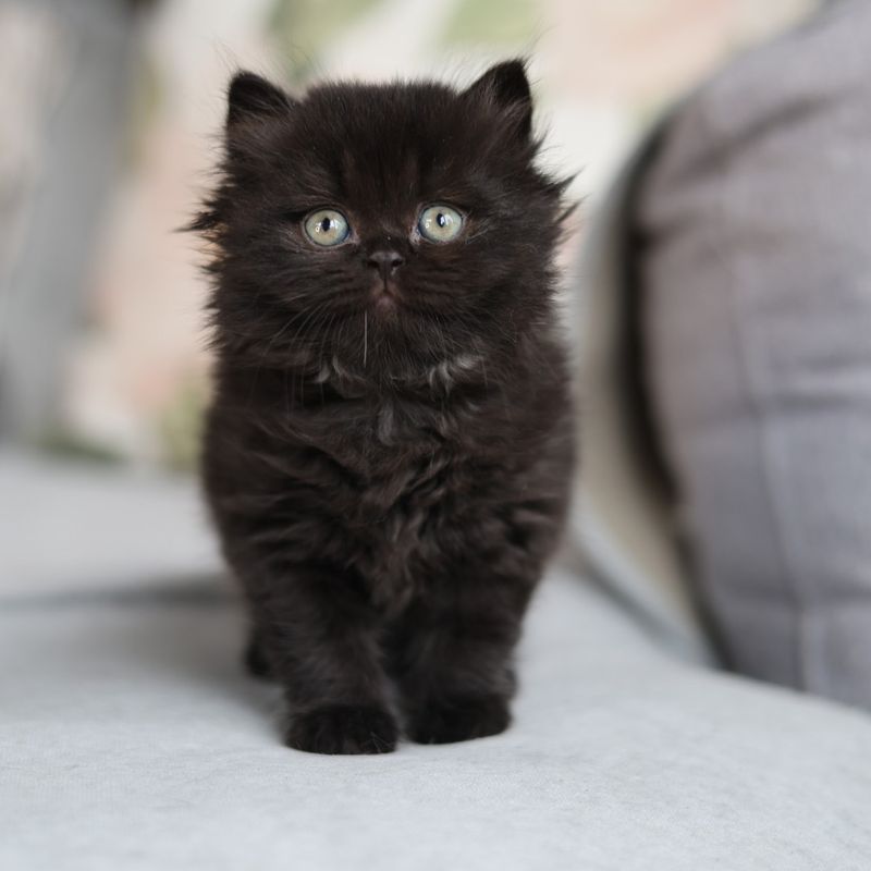 British Shorthair (Black Coat Variant)