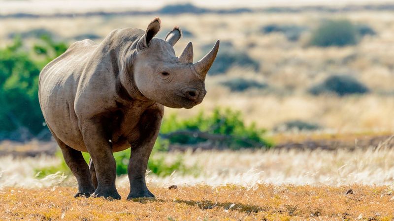 Black Rhinoceros (Southwest)